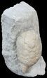 Cystoid (Holocystites) Fossil - Indiana #44608-2
